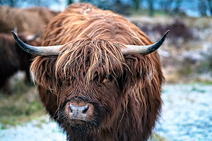 Bos Taurus